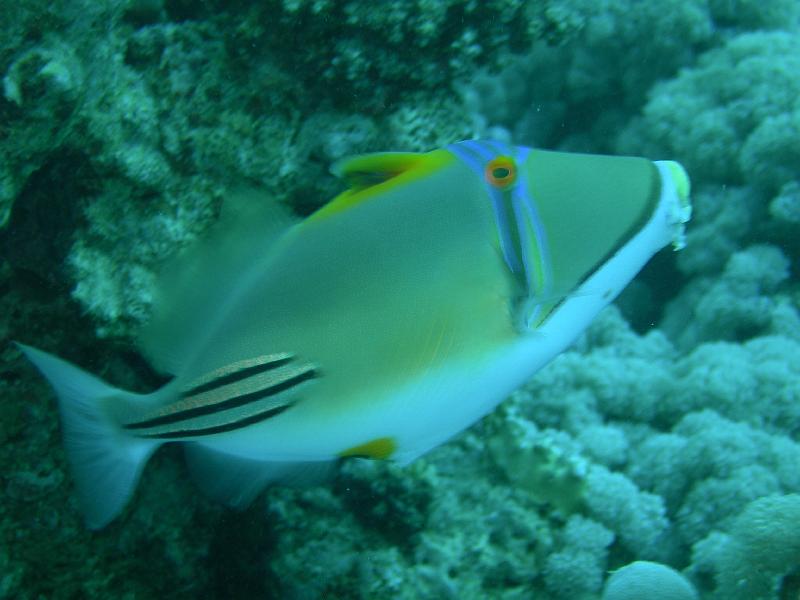 SAFAGA 07  2008 262.jpg